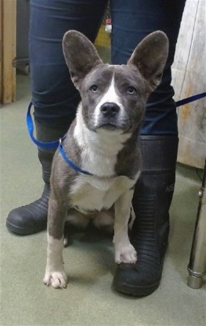 Med Adopt Dumbo