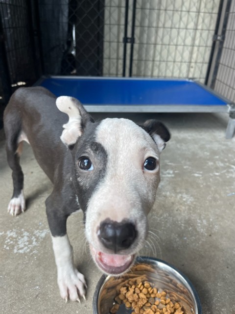 Opie
