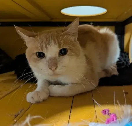 Oscar