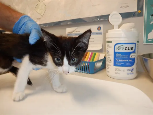 Domino