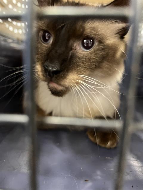 Adoptable Cat