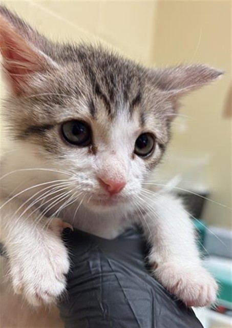 Sir Purrs-A-Lot