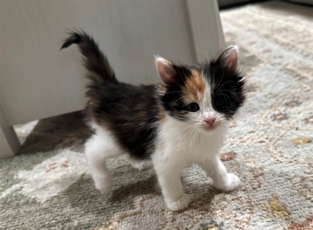 Cinnamon
