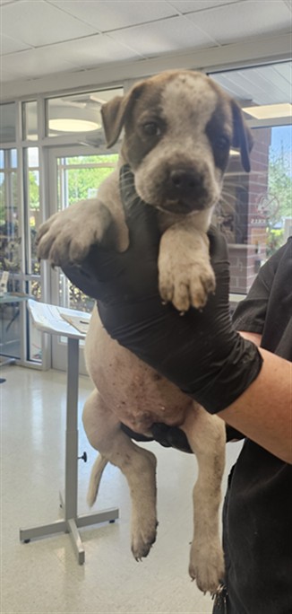 Puppy 5