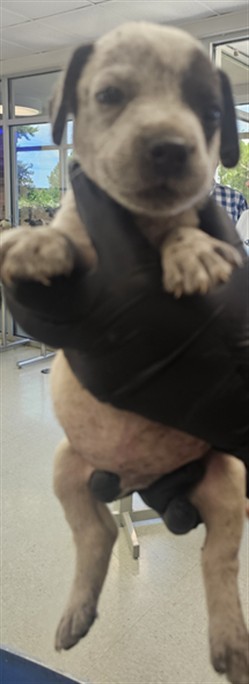 Puppy 6
