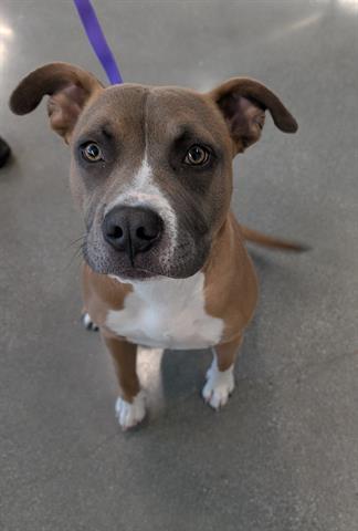 Rocco