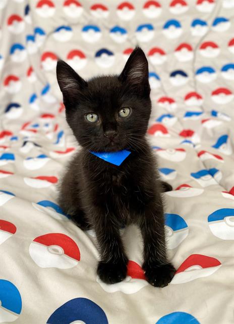 *Onyx