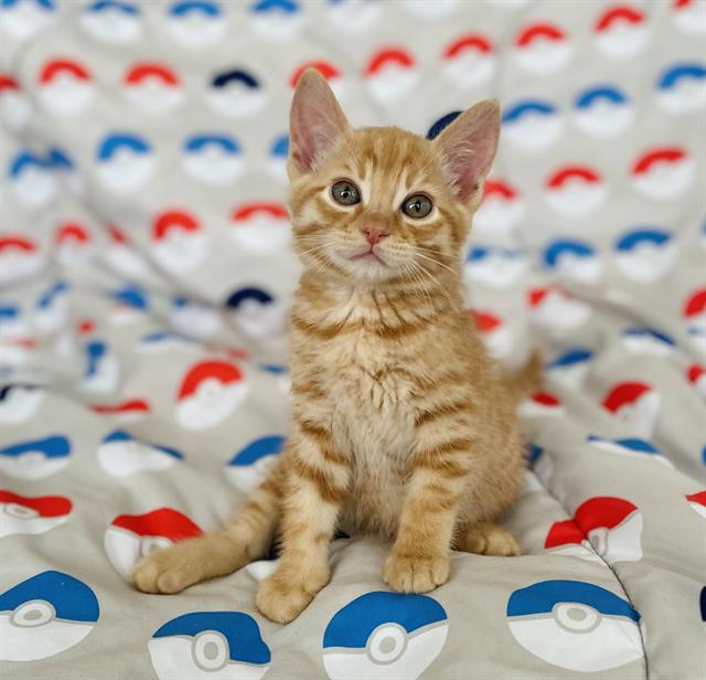 *Litten