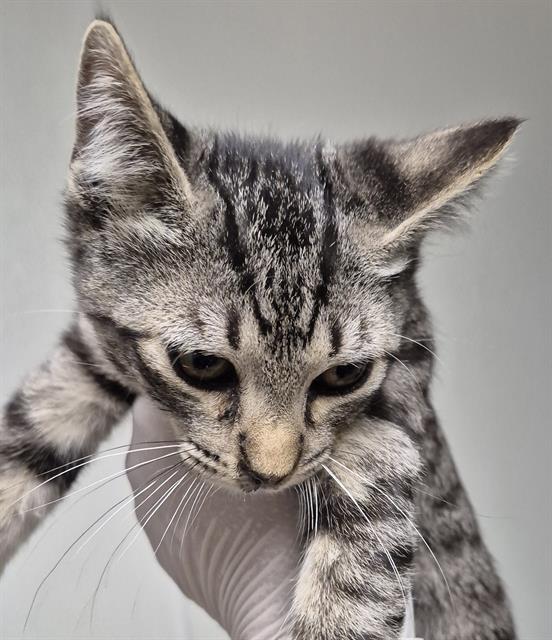 *Jasper