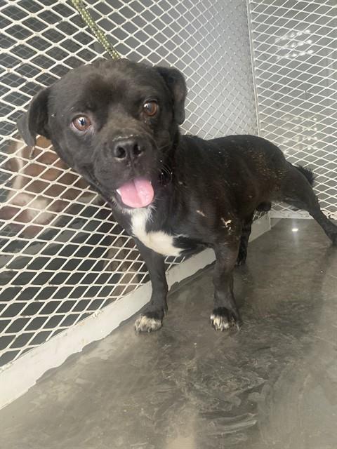 Adoptable Dog