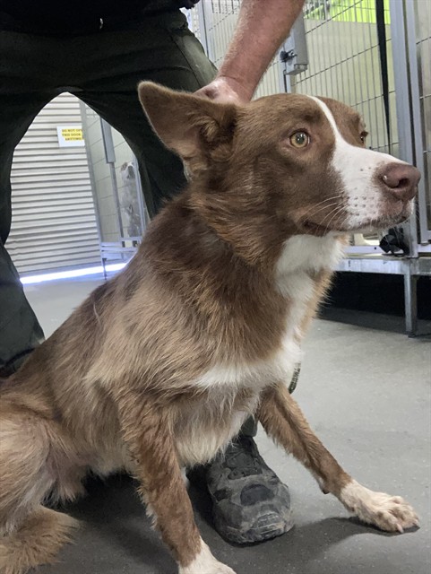 Adoptable Dog