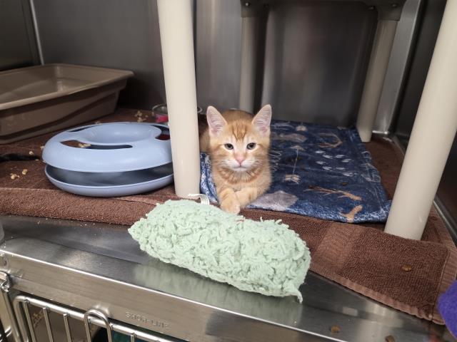 *Marmalade