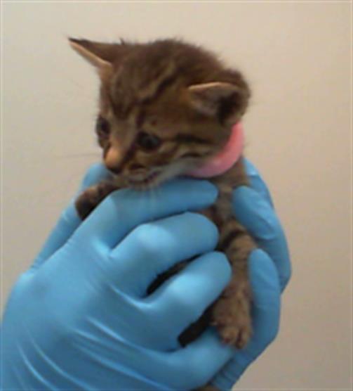 Adoptable Cat