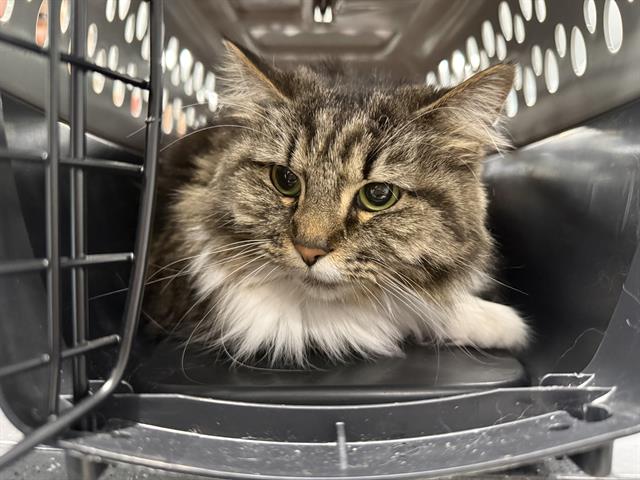 Artemis