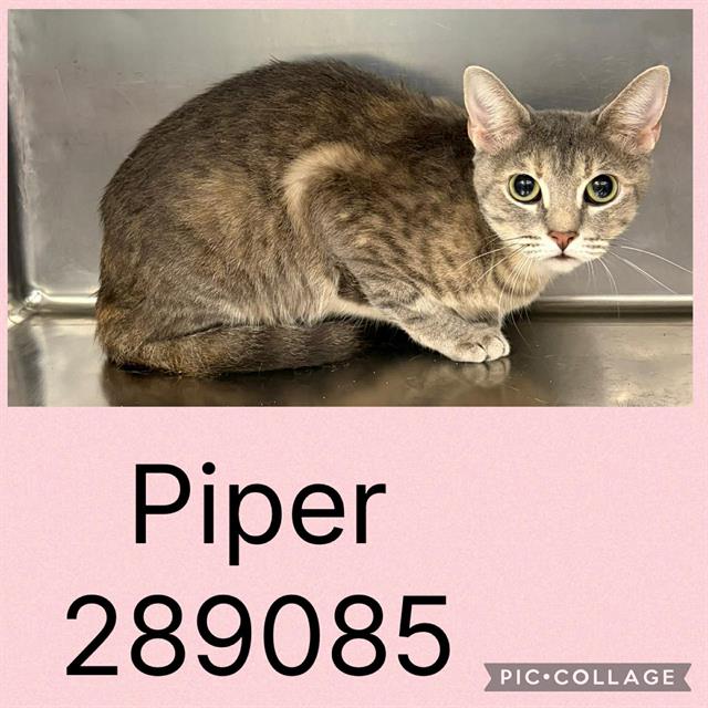 Piper