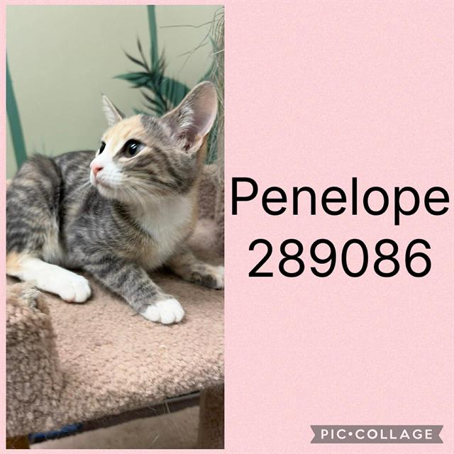 Penelope