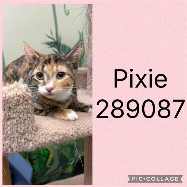 Pixie