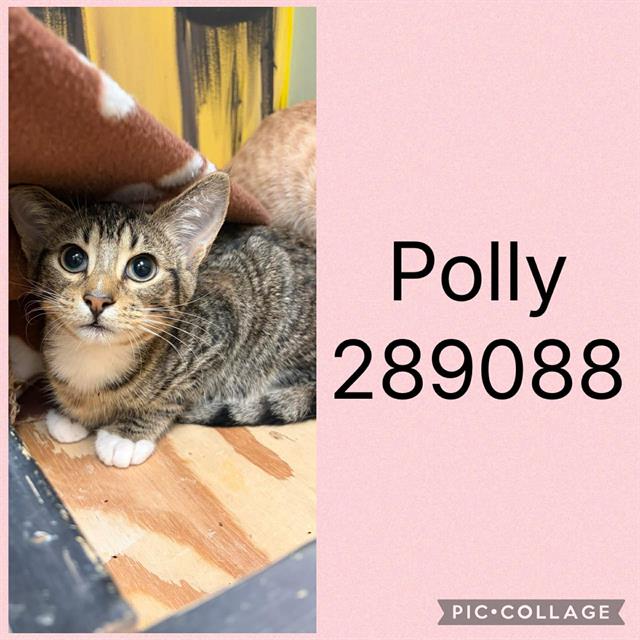Polly