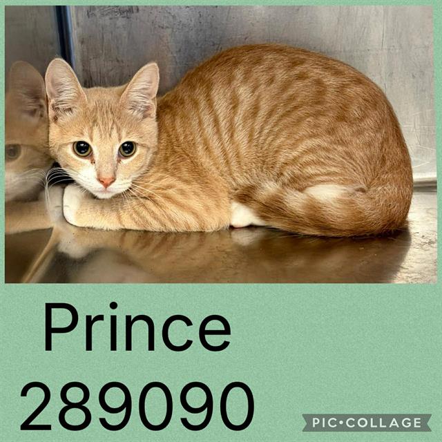 Prince