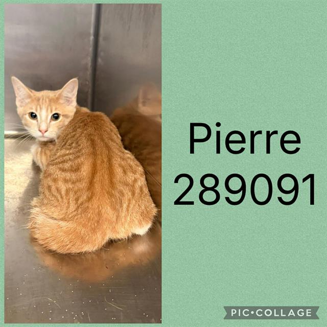 Pierre