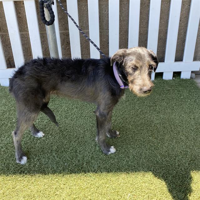 Adoptable Dog