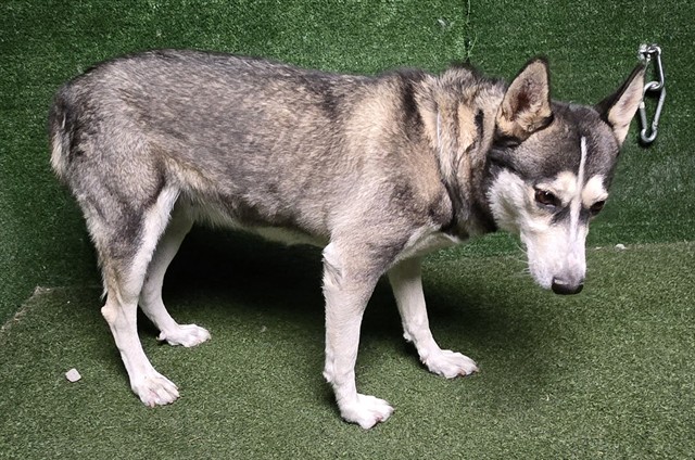Adoptable Dog