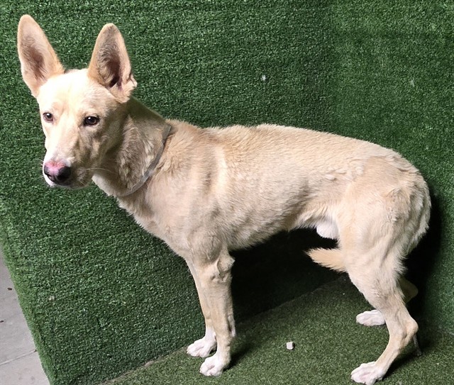 Adoptable Dog
