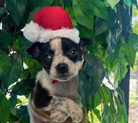 Adoptable Dog
