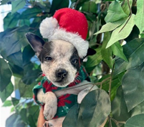 Adoptable Dog