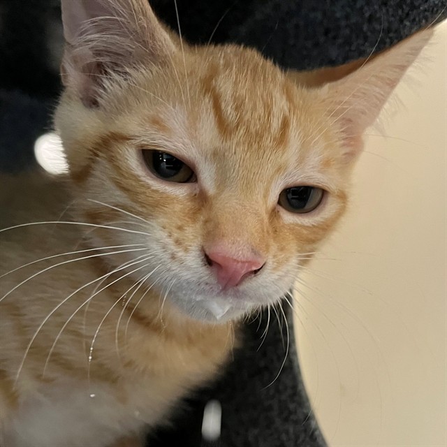 Adoptable Cat