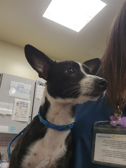 Milo