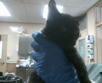 Adoptable Cat