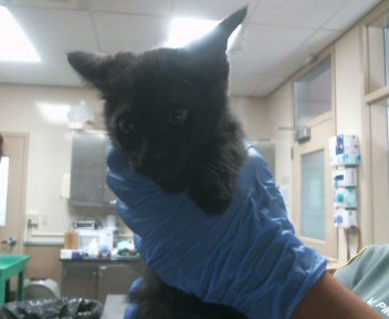 Adoptable Cat
