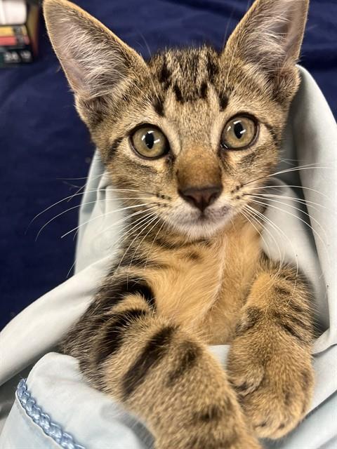Adoptable Cat