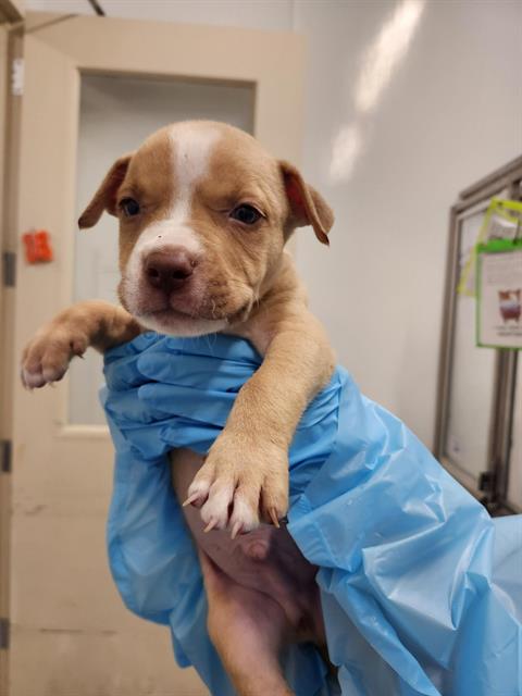 Milo