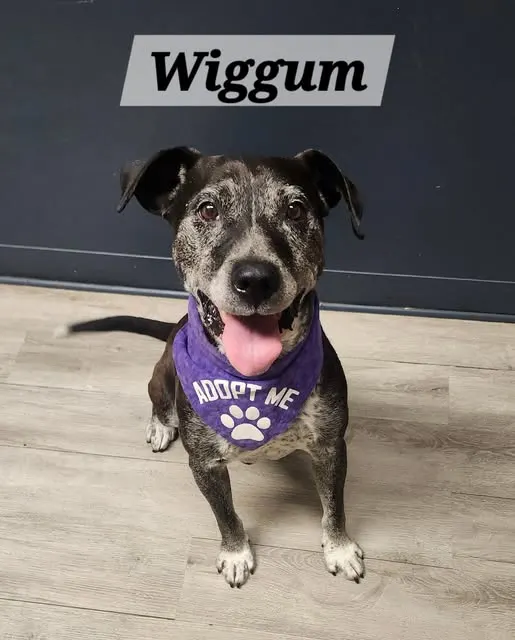 Wiggum