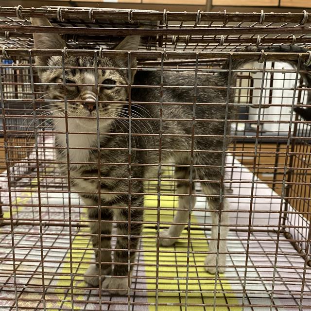 Adoptable Cat