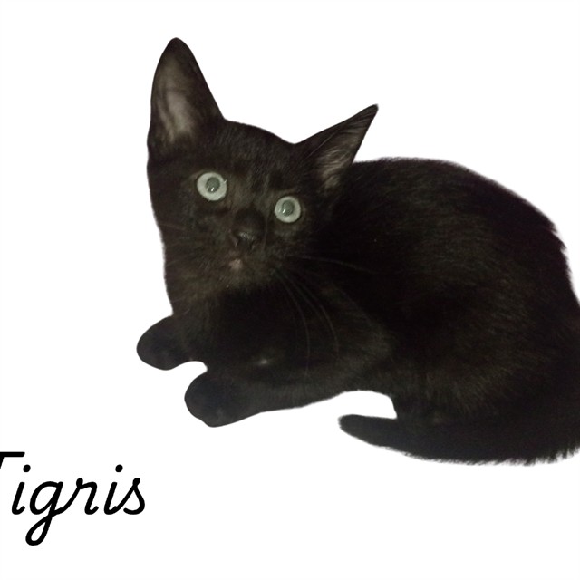 Tigris