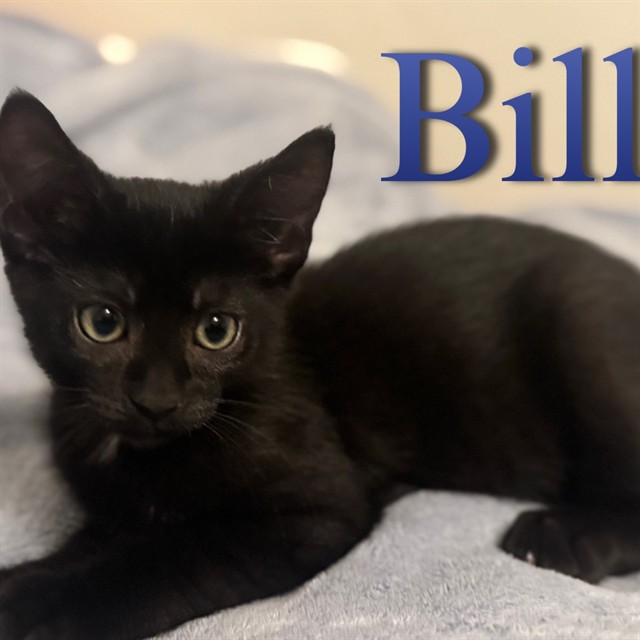 Bill
