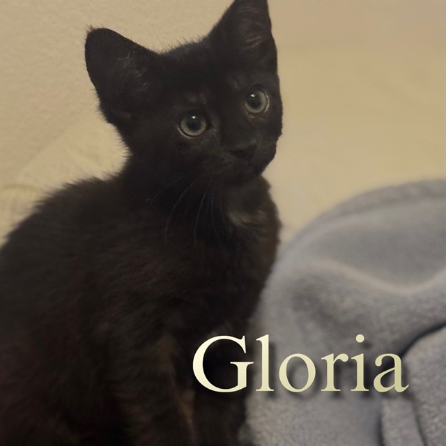Gloria