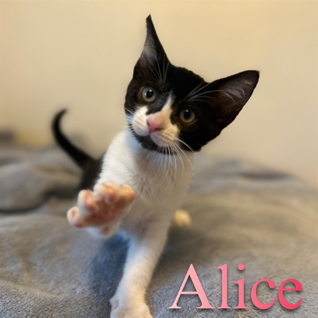 Alice