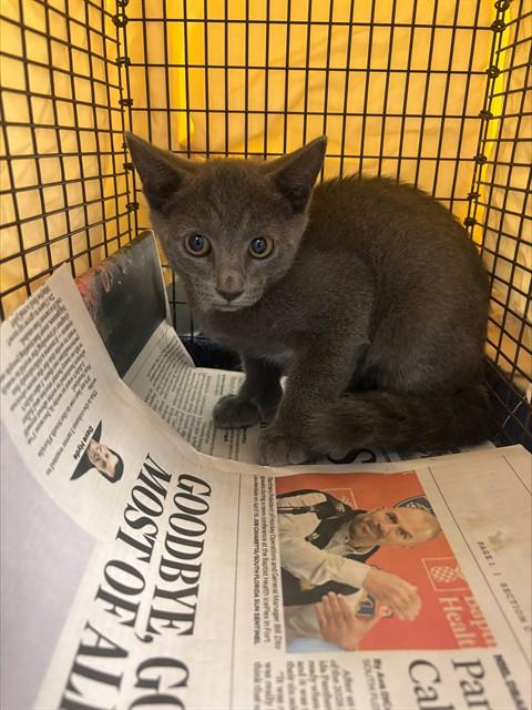Adoptable Cat