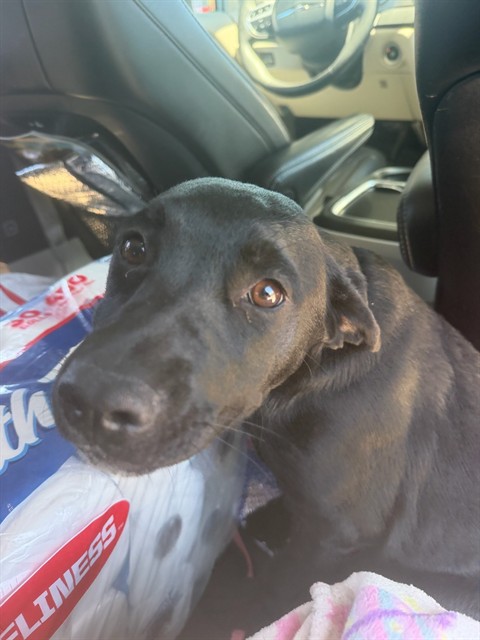 Adoptable Dog