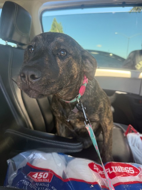 Adoptable Dog