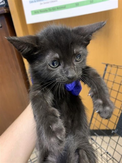 Adoptable Cat