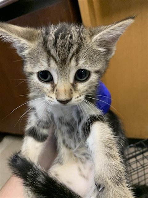 Adoptable Cat