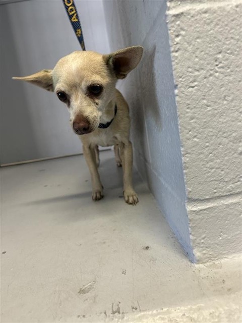 Adoptable Dog