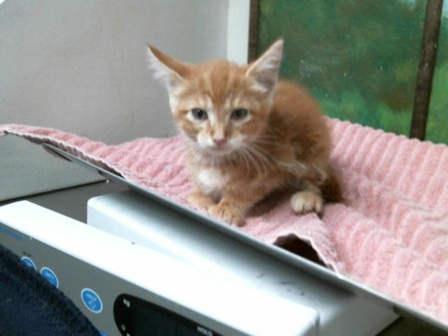 Adoptable Cat