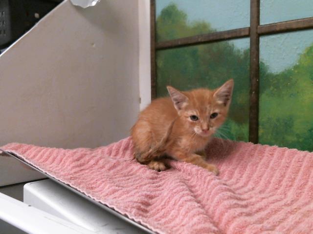 Adoptable Cat