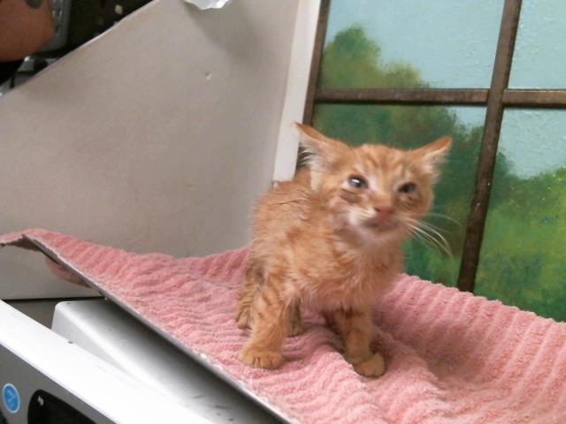 Adoptable Cat